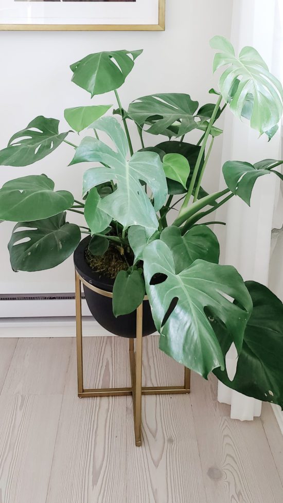 best indoor plants monstera