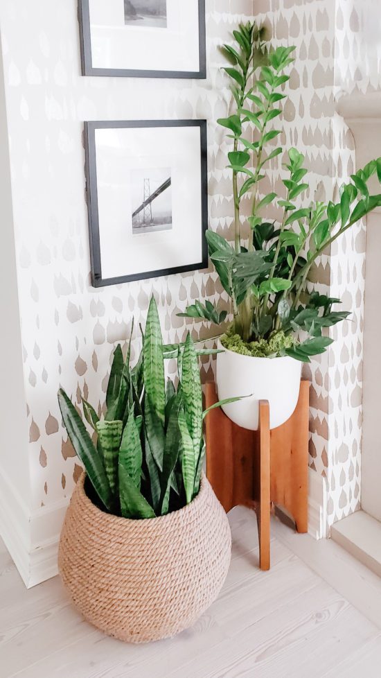 best low maintenance plants for interior design