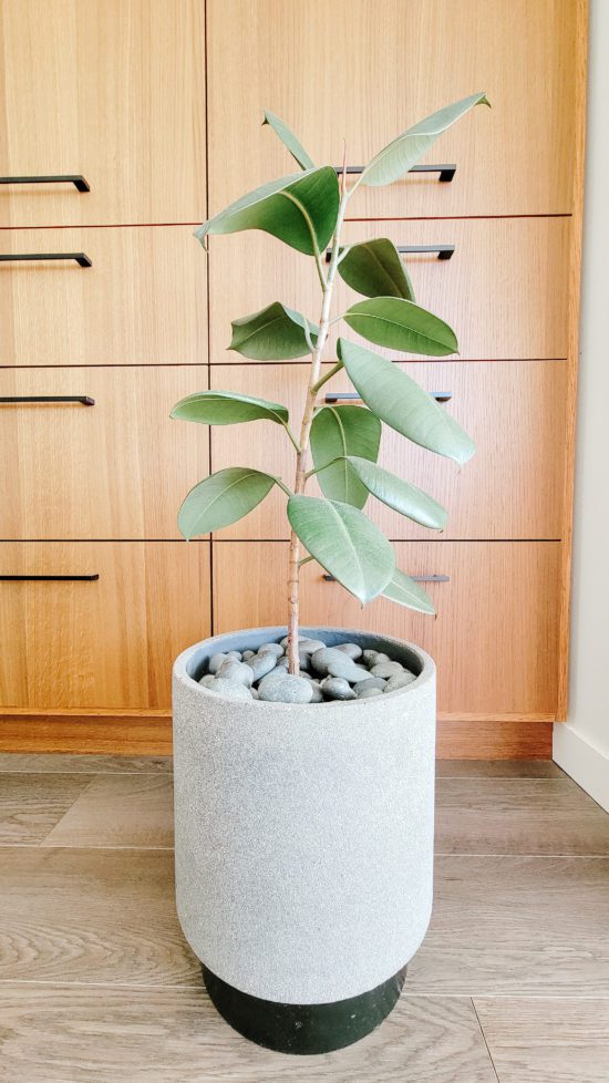 interior design minimalist retro rubber plant