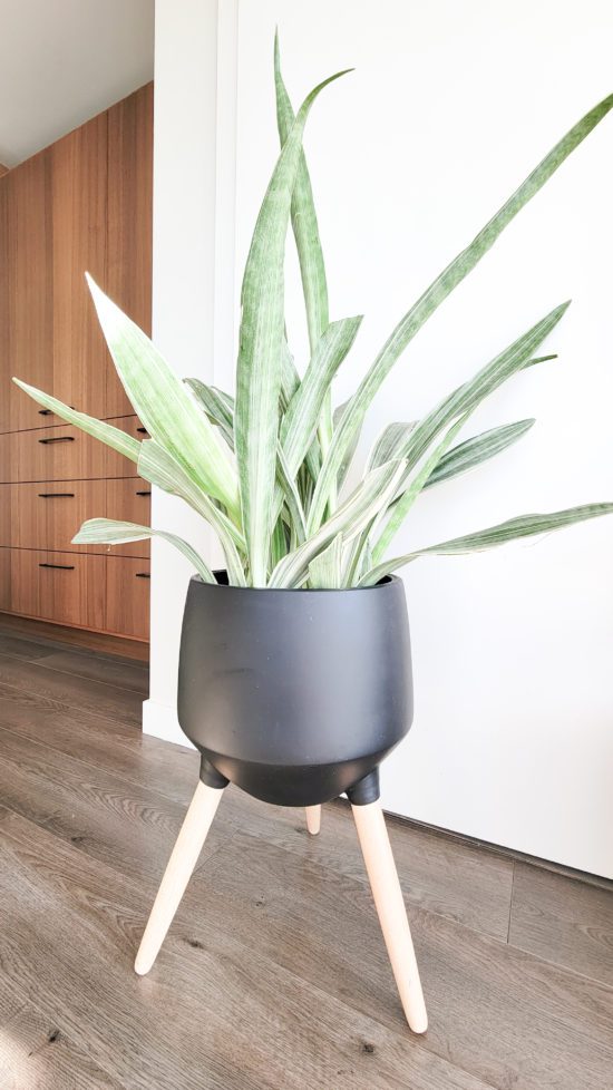 best show stopper sayuri snake plant for interior design